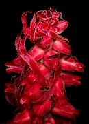 Sarcodes sanguinea - Snow Plant 17-9561